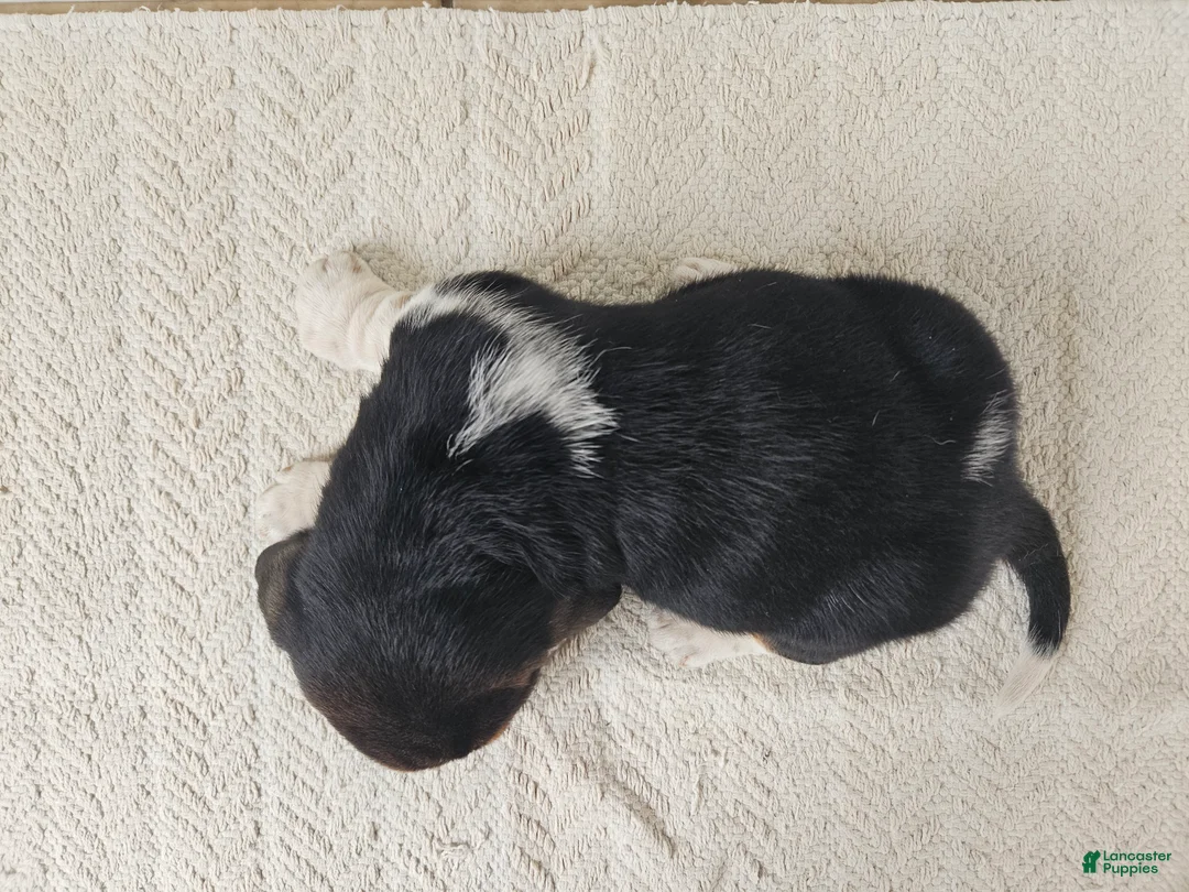 Basset Hound dogs for sale: Cooper - Ad 2