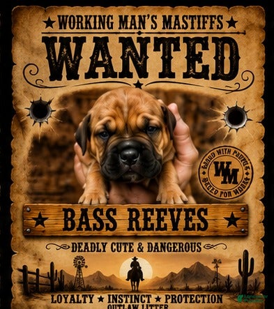 South African Boerboels dogs Bass Reeves - Ad 1