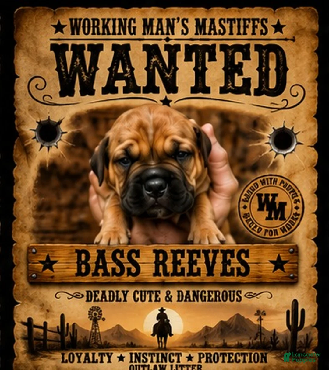 South African Boerboels dogs for sale: Bass Reeves - Ad 1