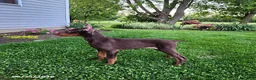 Doberman Pinscher dogs for sale: Graham - Ad 5