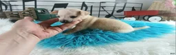 Chihuahua dogs for sale: Cece's cream boy, NATIONWIDE DELIVERY  - Ad 2