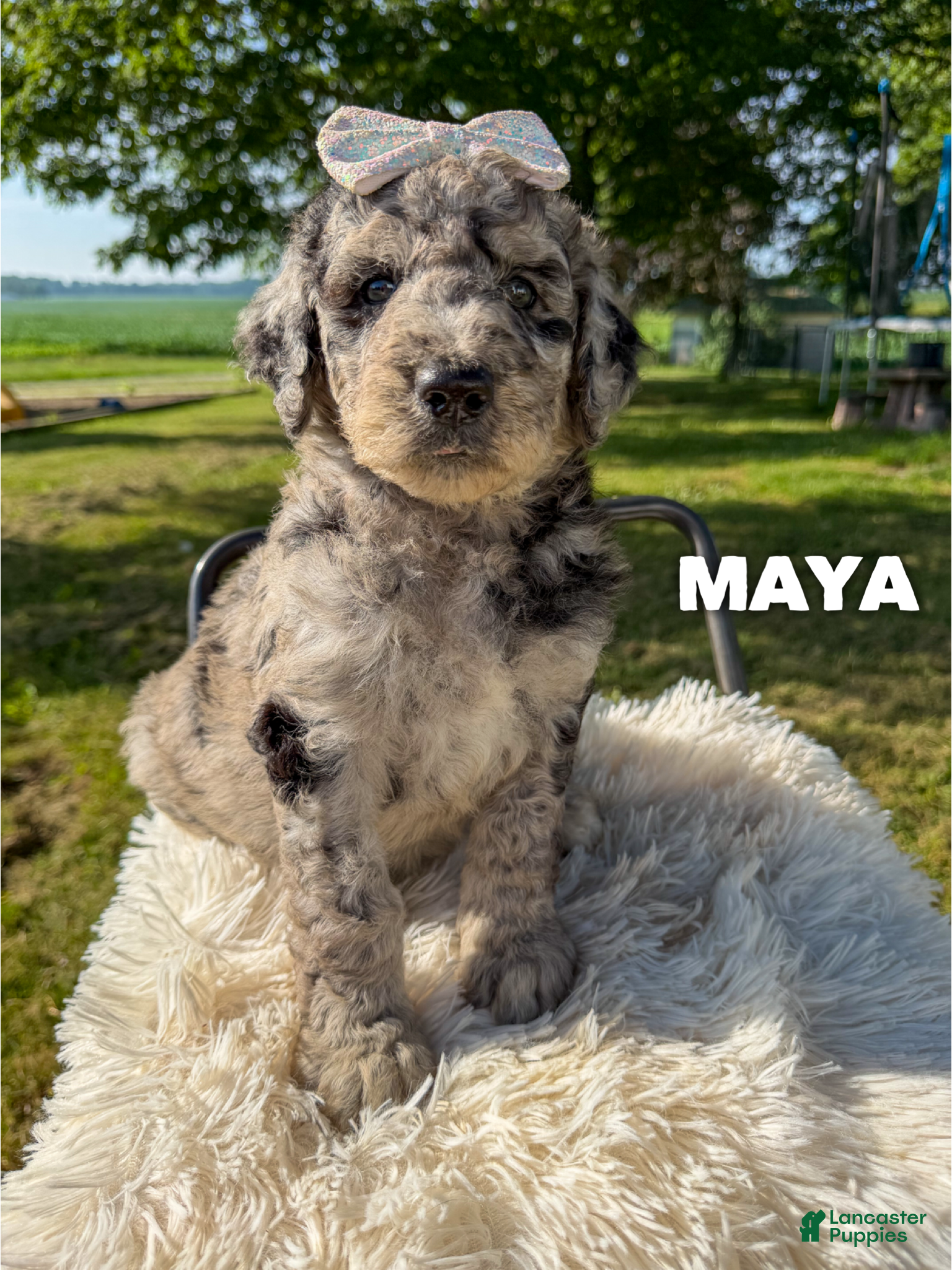 Goldendoodle dogs Maya - F1b - Ad 1