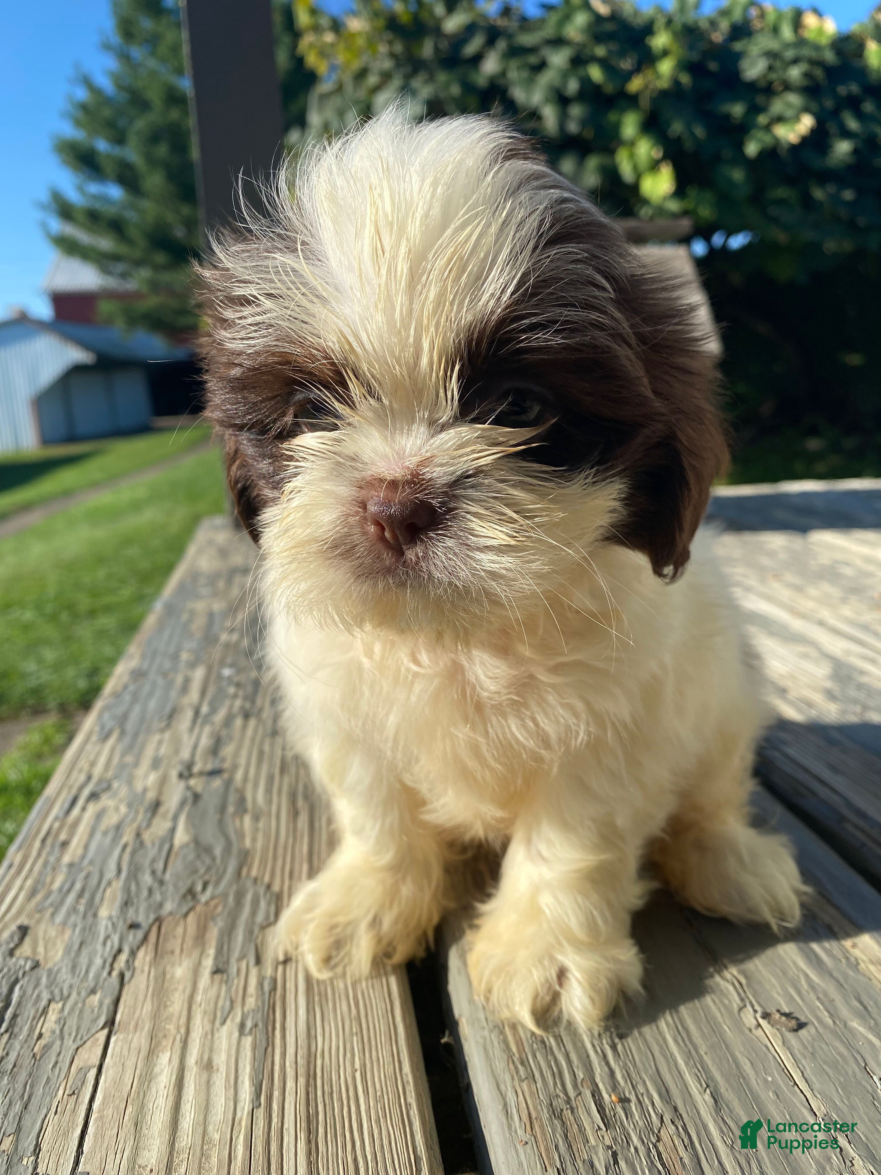 Shih Tzu dogs Milo - Ad 1