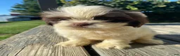 Shih Tzu dogs for sale: Milo - Ad 1