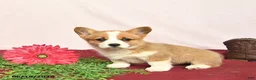 Welsh Corgi Pembroke dogs for sale: Tango - Ad 3