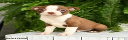 Boston Terrier dogs for sale: Thor - Ad 1