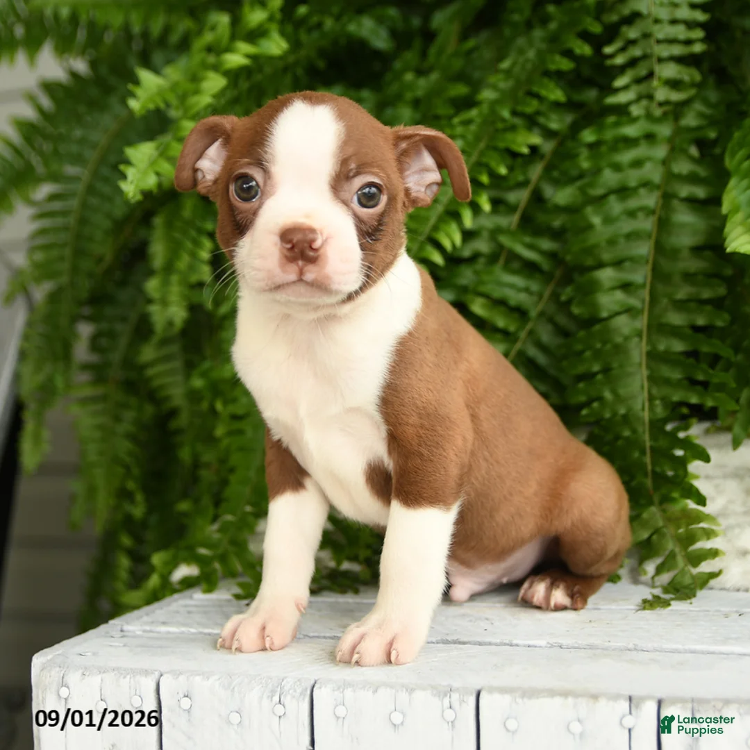 Boston Terrier dogs for sale: Thor - Ad 1