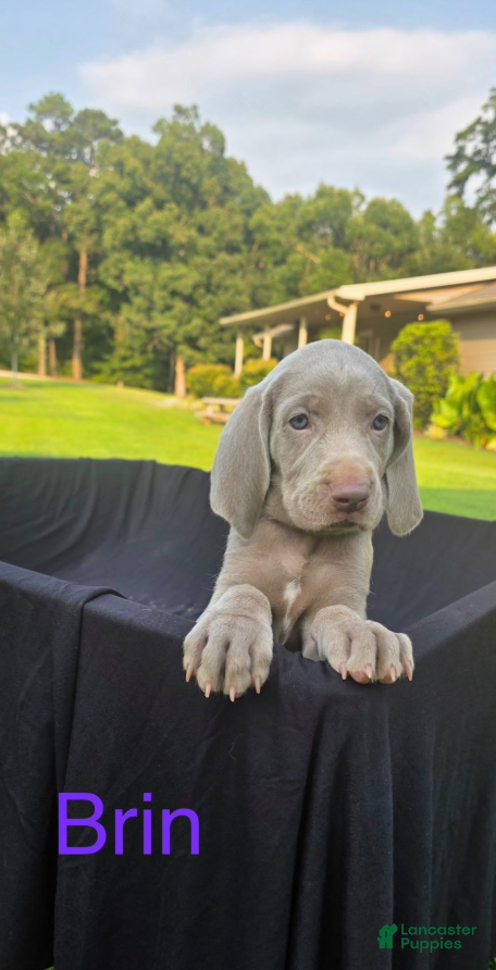 Weimaraner dogs Brin - Ad 2