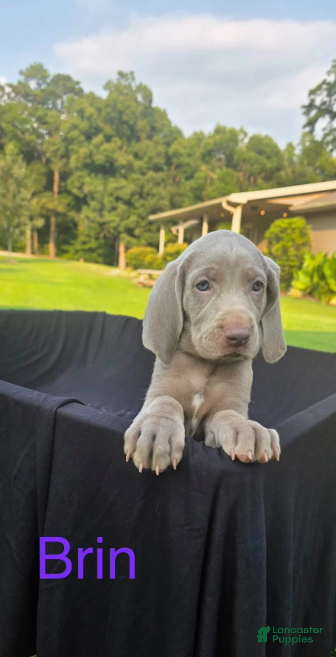 Weimaraner dogs for sale: Brin - Ad 2