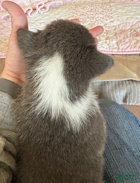 Welsh Corgi Pembroke dogs Welsh Corgi Pembroke Puppy 6 - Red Collar Bluie Girl - Ad 2