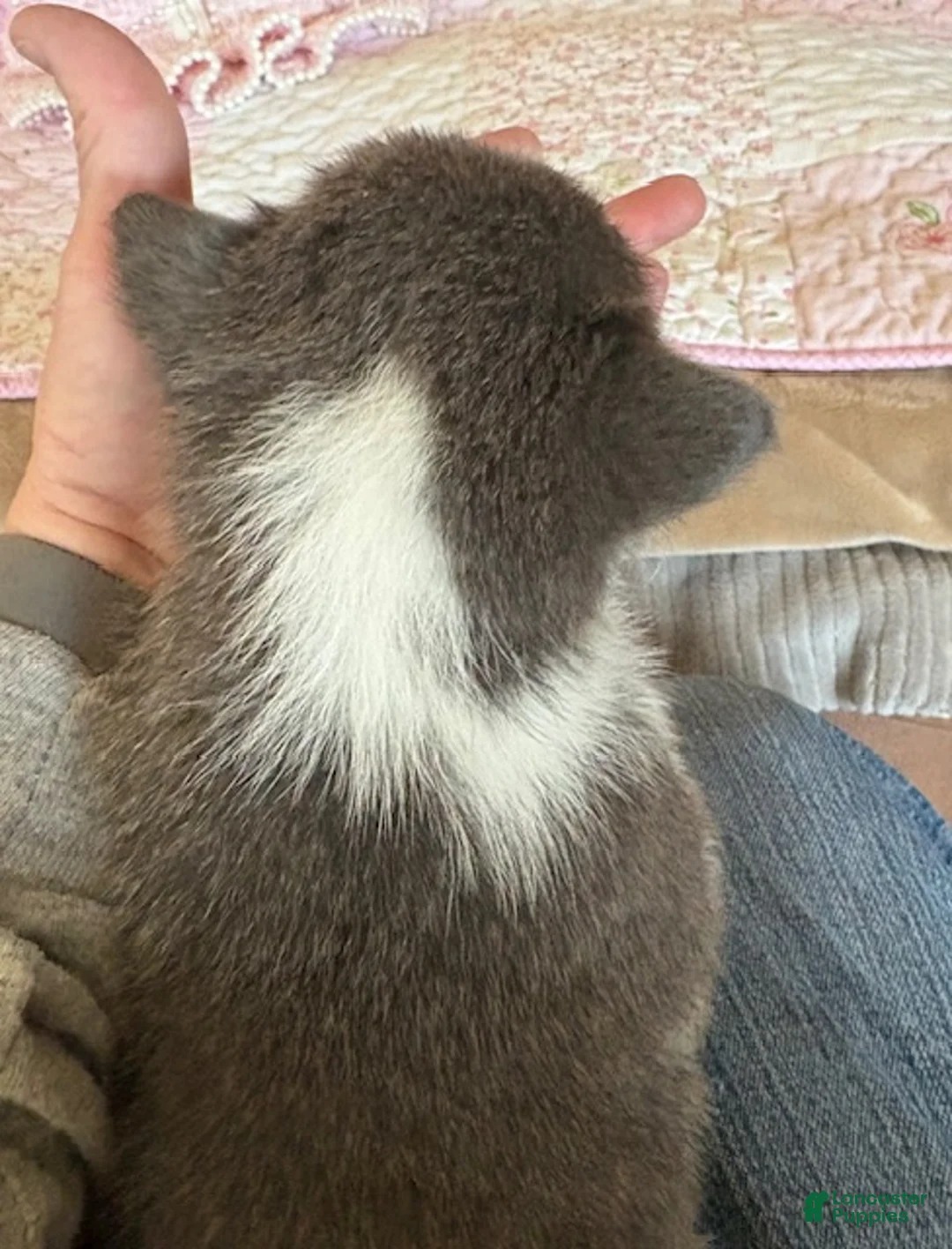 Welsh Corgi Pembroke dogs for sale: Welsh Corgi Pembroke Puppy 6 - Red Collar Bluie Girl - Ad 2