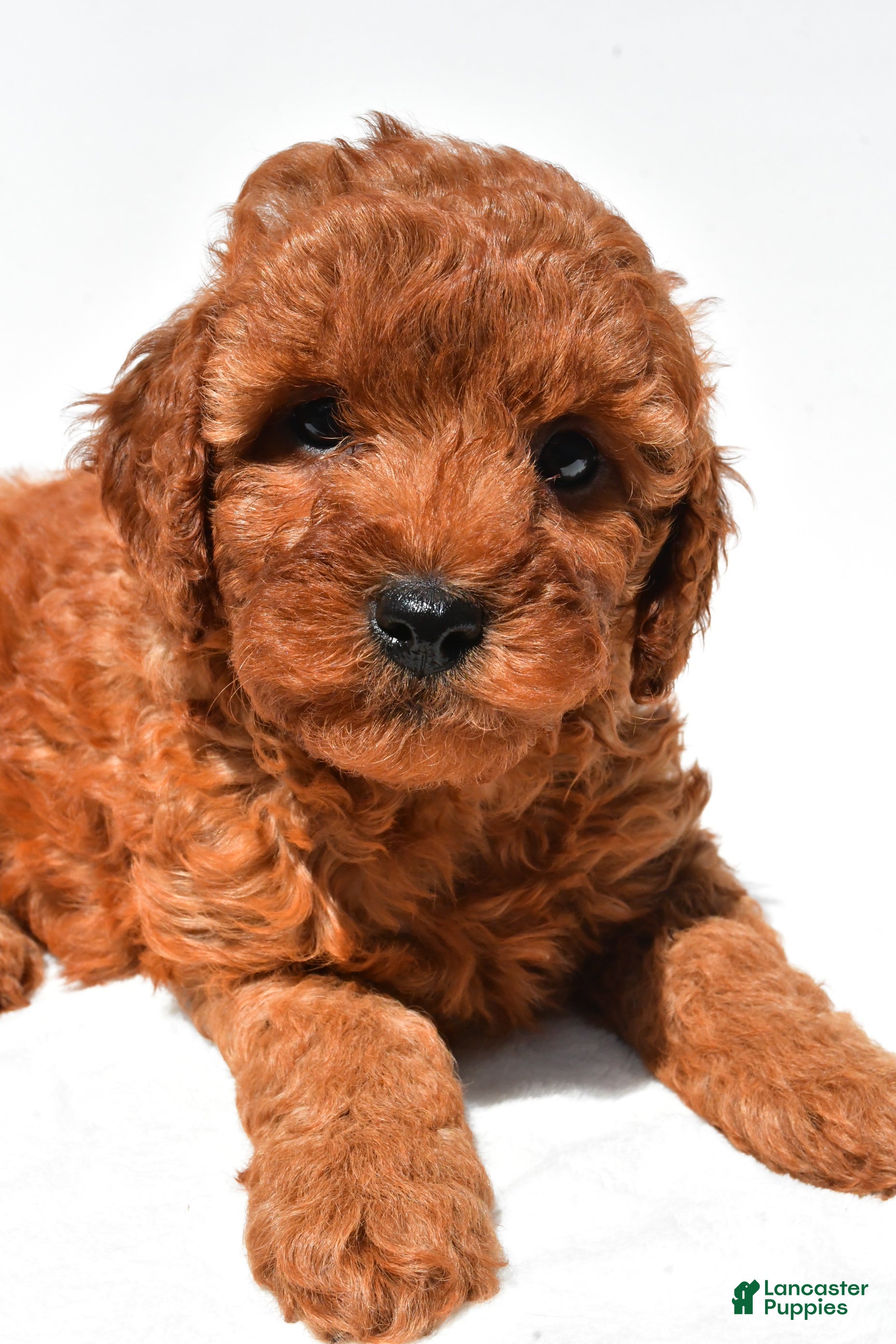 Mini Goldendoodle dogs for sale: Frances - Ad 2