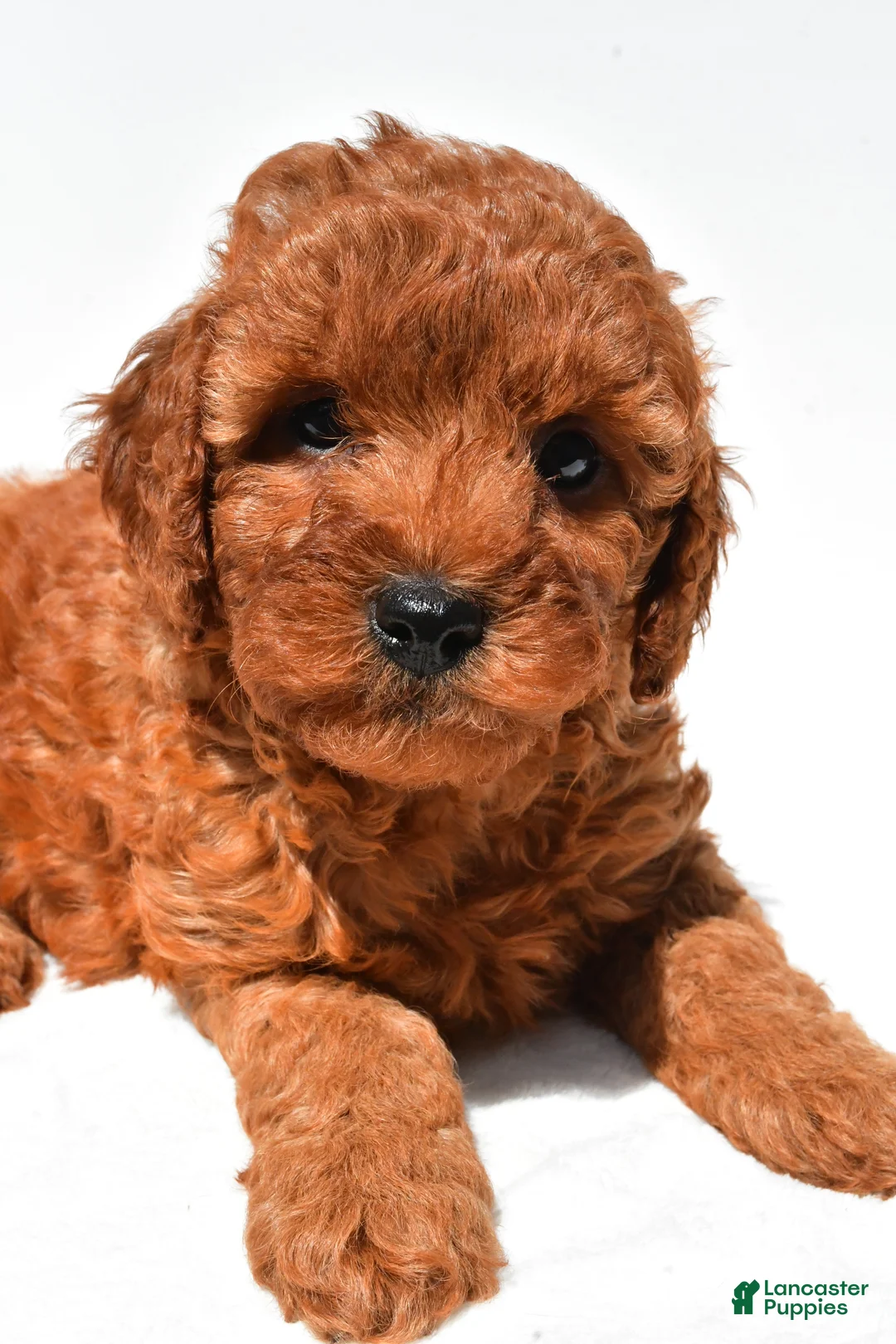 Mini Goldendoodle dogs for sale: Frances - Ad 1