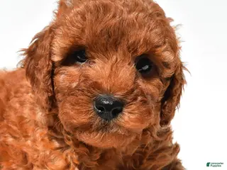 Mini Goldendoodle dogs for sale: Frances - Ad 2