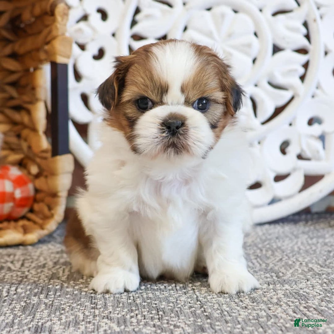 Gallery Image {{count}}