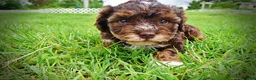 Havapoo dogs for sale: Vanity - Ad 5