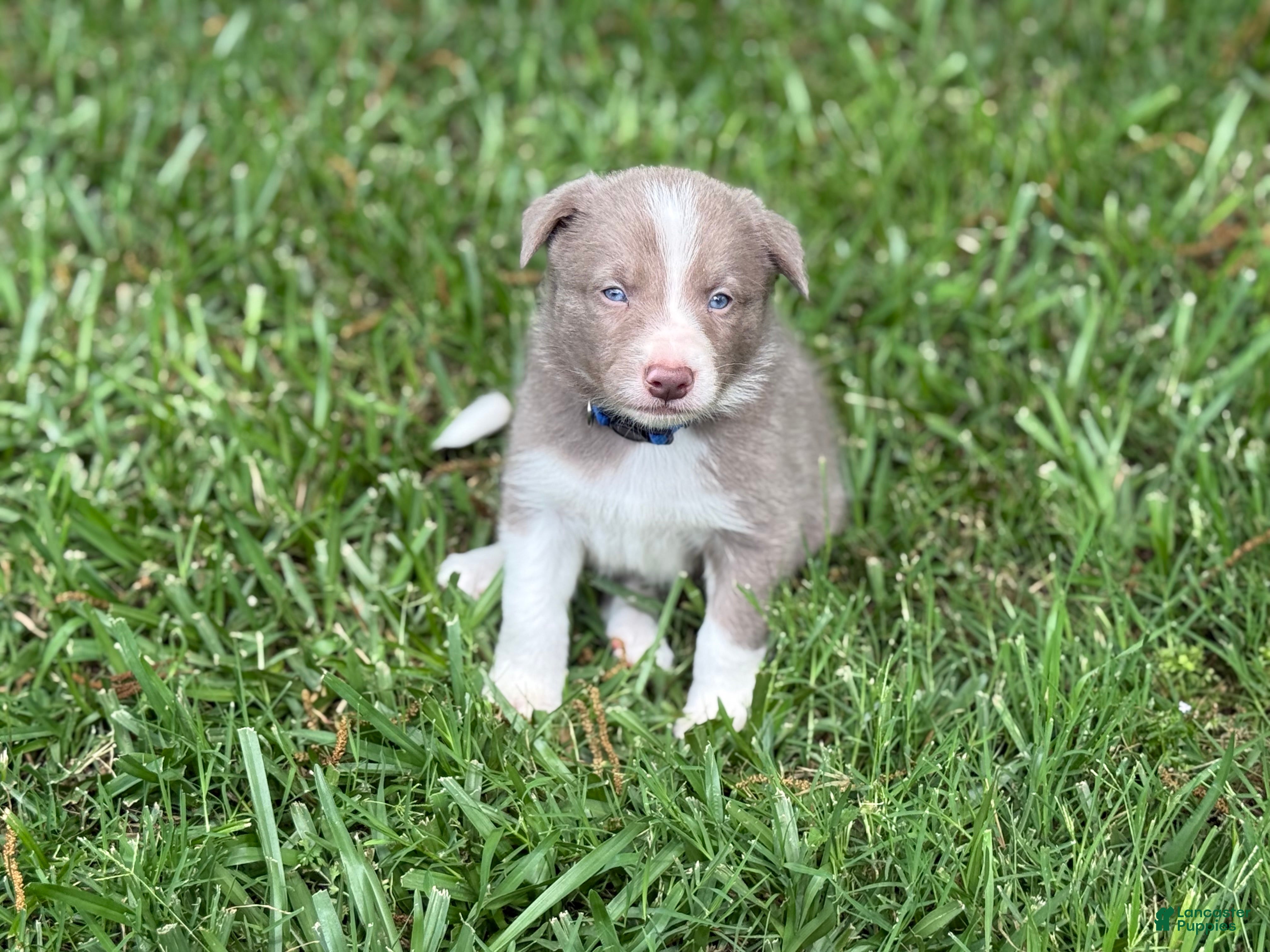 Border Collie dogs Lilac short hair - Ad 29