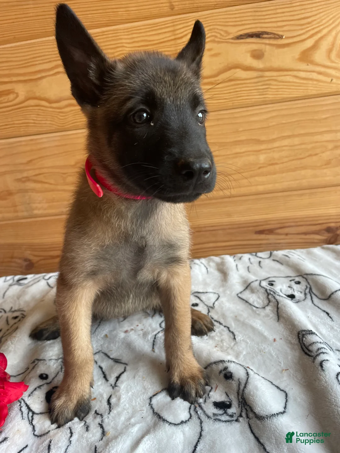 Belgian Malinois dogs for sale: Nova - Ad 4