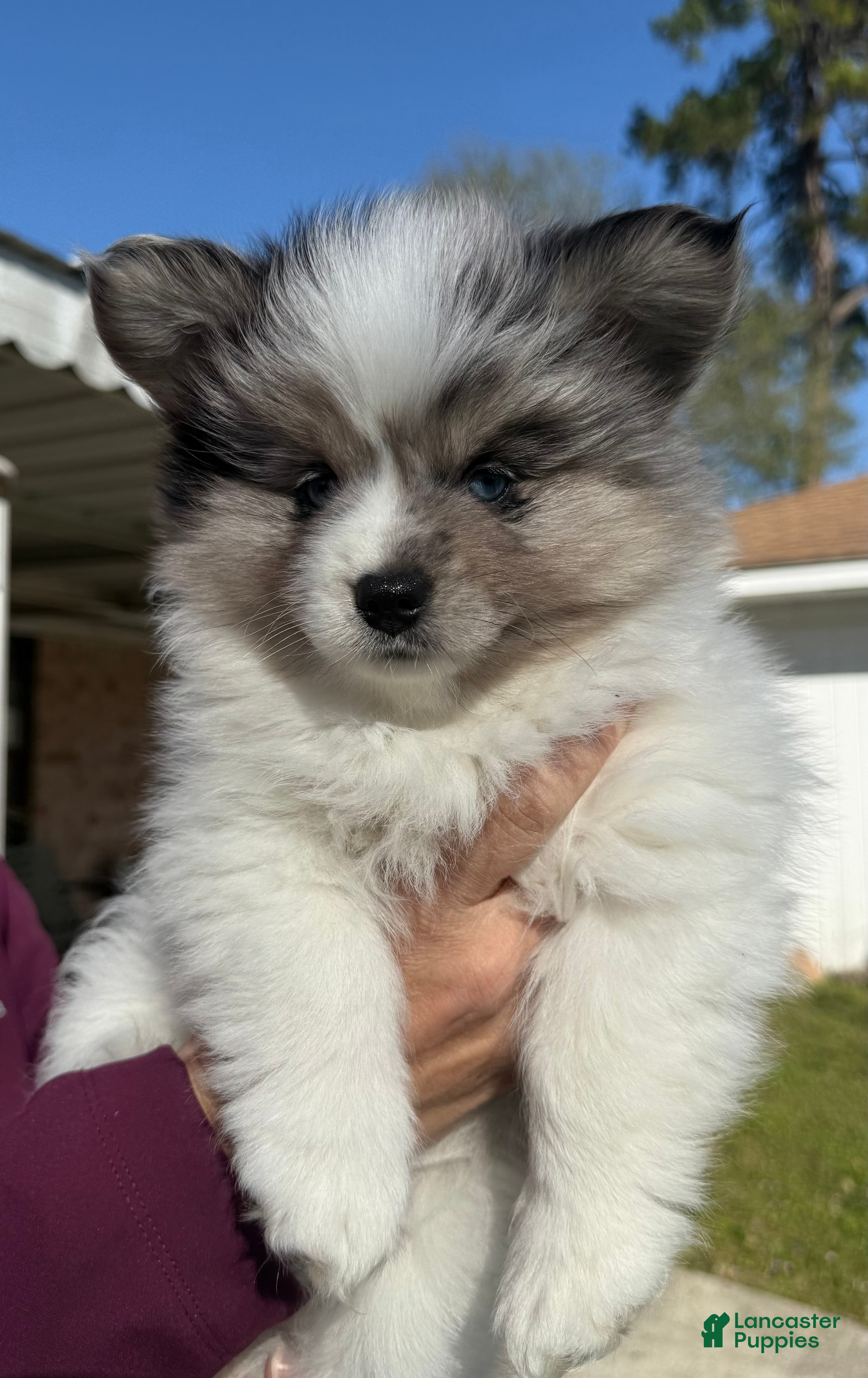 Mixed Breed dogs Mixed Breed Puppy 3 - Ad 27