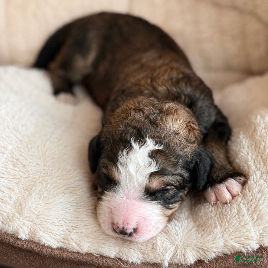 Bernedoodle dogs Poe - Ad 2