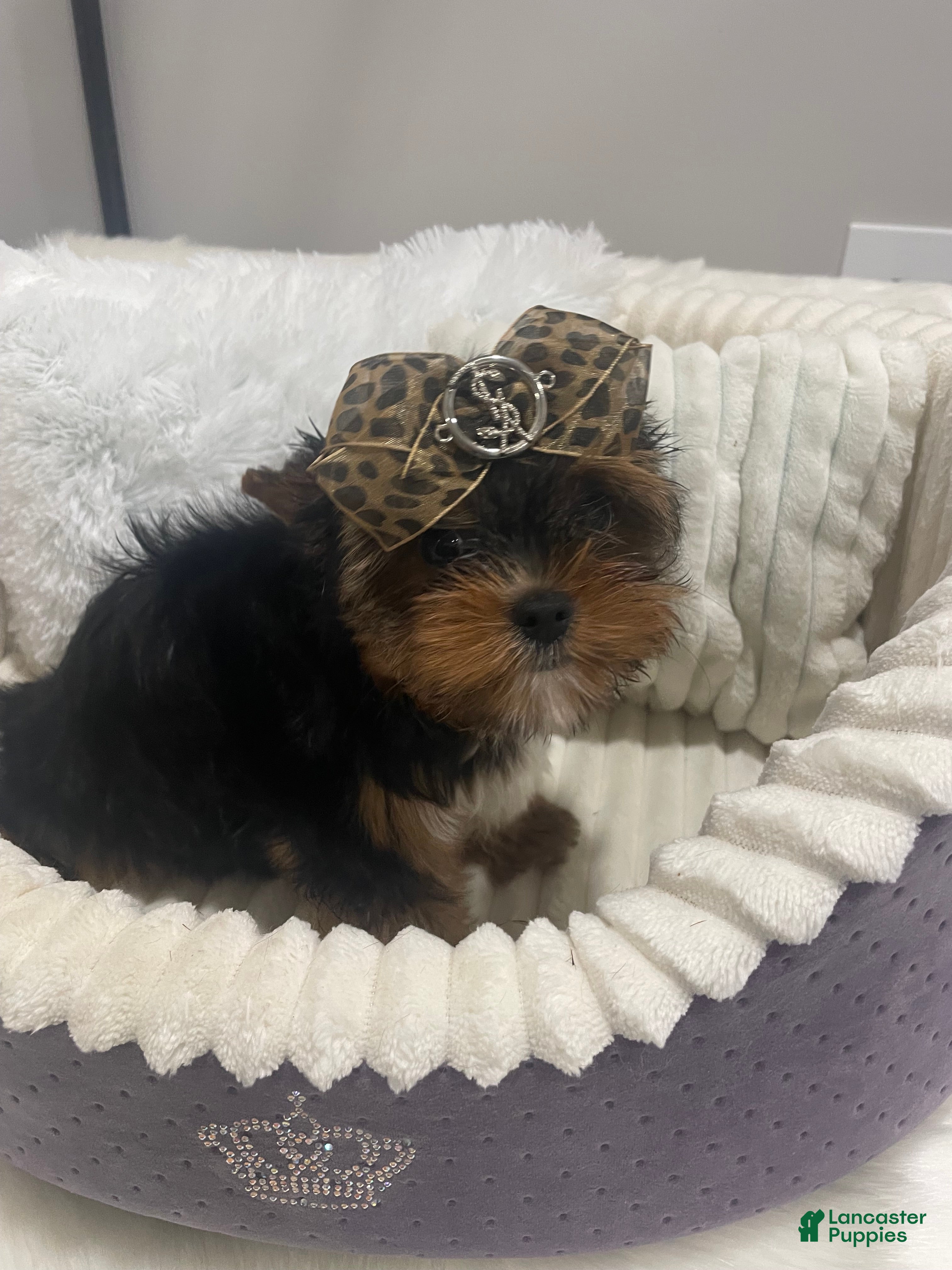 Yorkshire Terrier dogs Yorkshire Terrier 1 - Ad 9