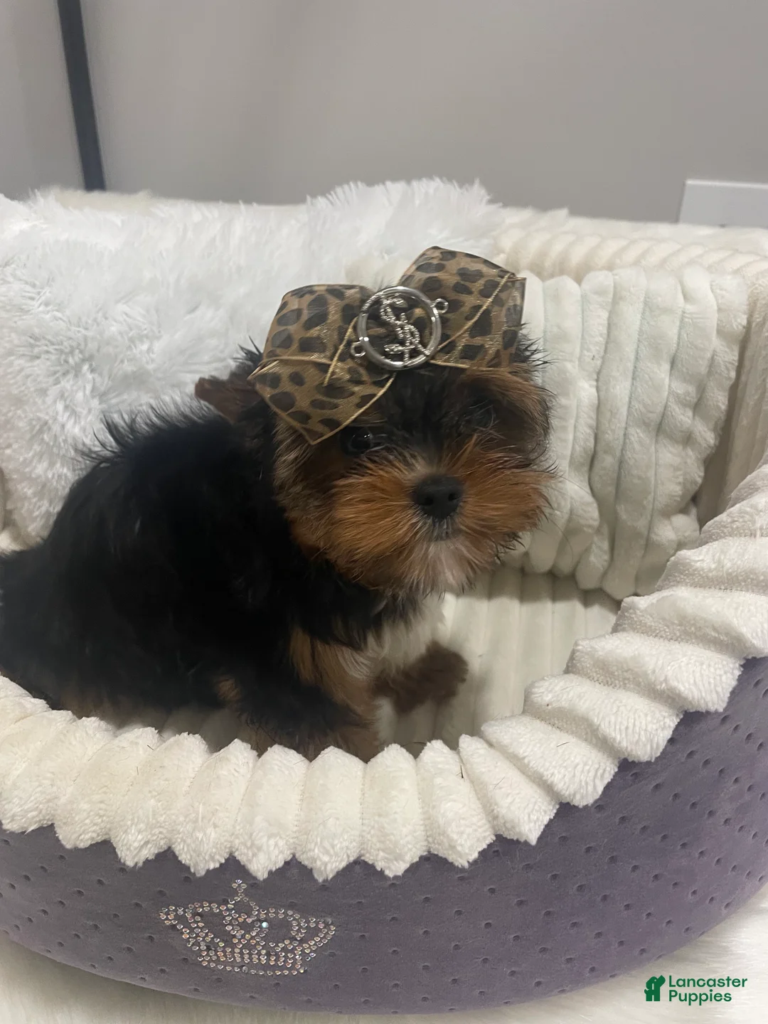 Yorkshire Terrier dogs for sale: Yorkshire Terrier 1 - Ad 1
