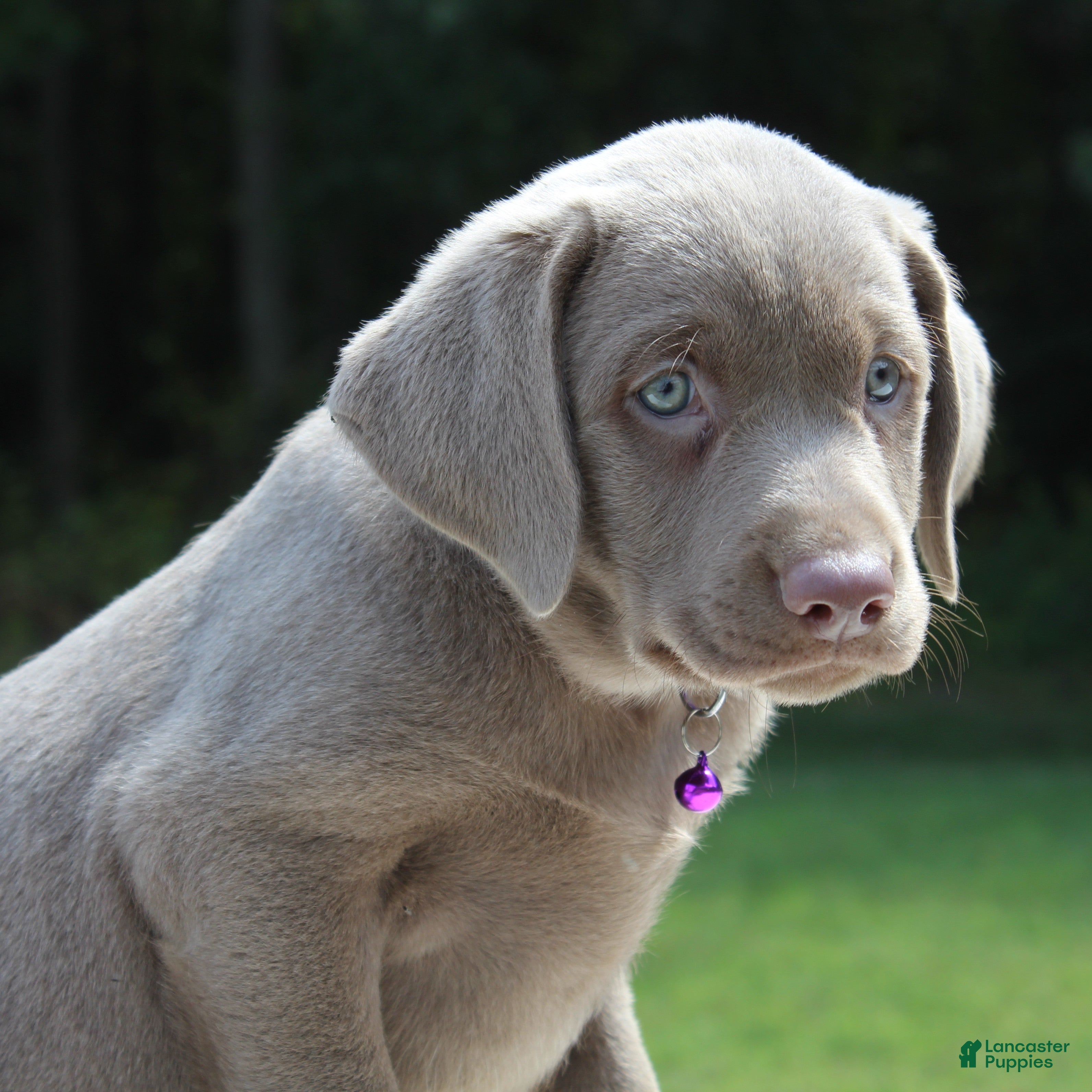 Labrador Retriever dogs Tasha - Ad 2