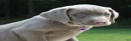 Labrador Retriever dogs for sale: Tasha - Ad 2