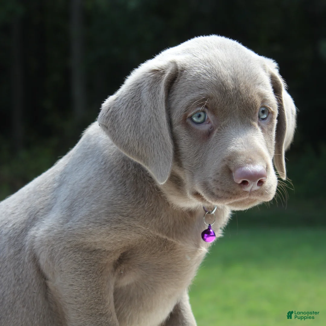 Labrador Retriever dogs for sale: Tasha - Ad 2