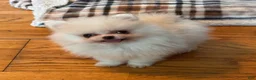 Pomeranian dogs for sale: Pomeranian Puppy 1 - Ad 4