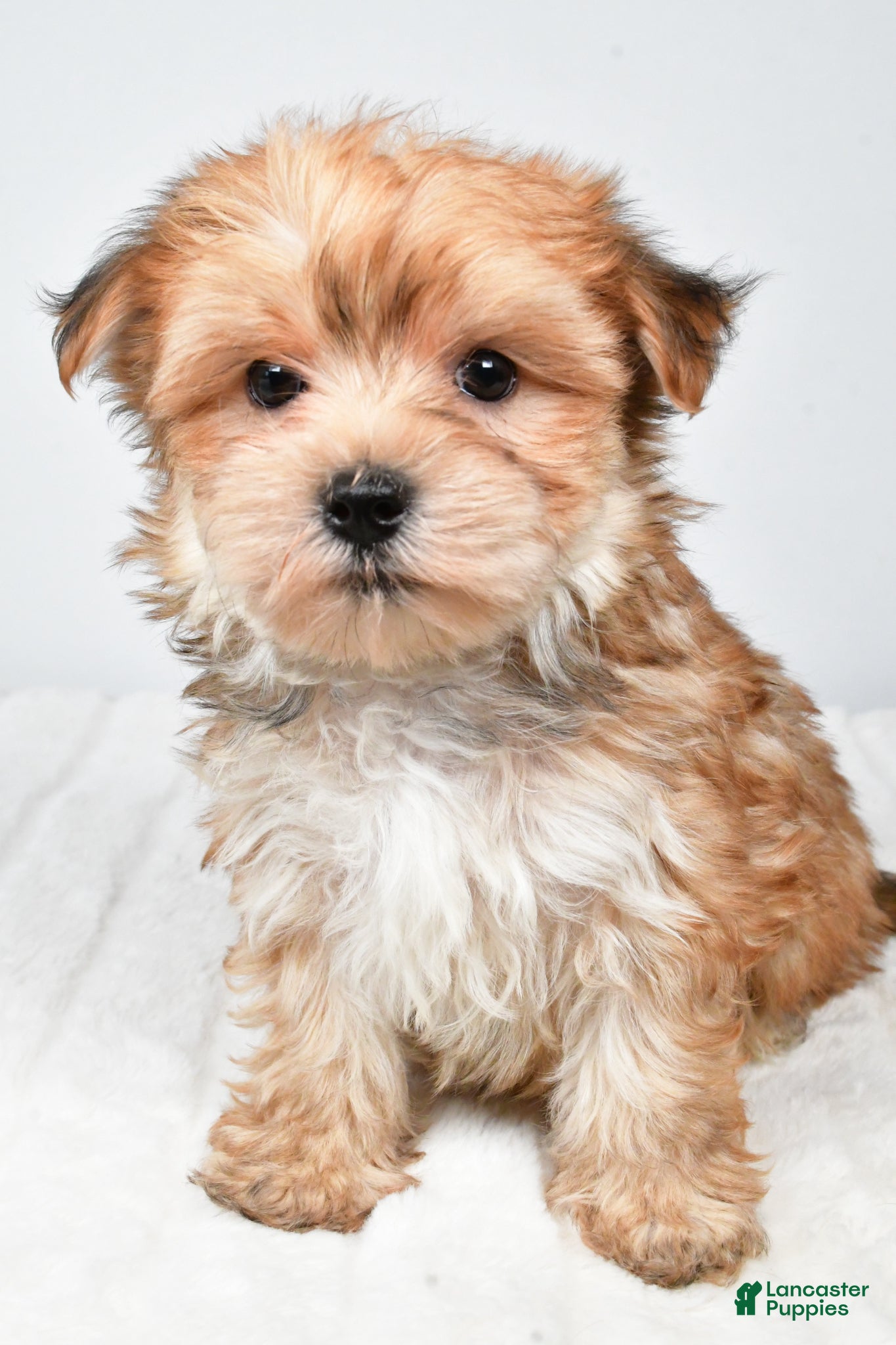 Morkie dogs Molly - Ad 1