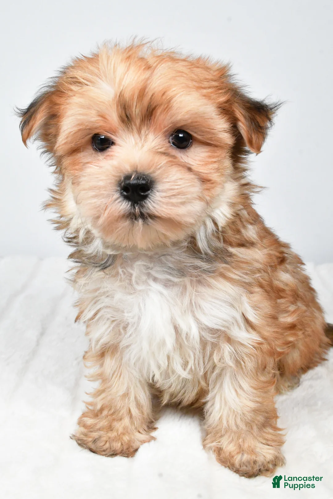 Morkie dogs for sale: Molly - Ad 1
