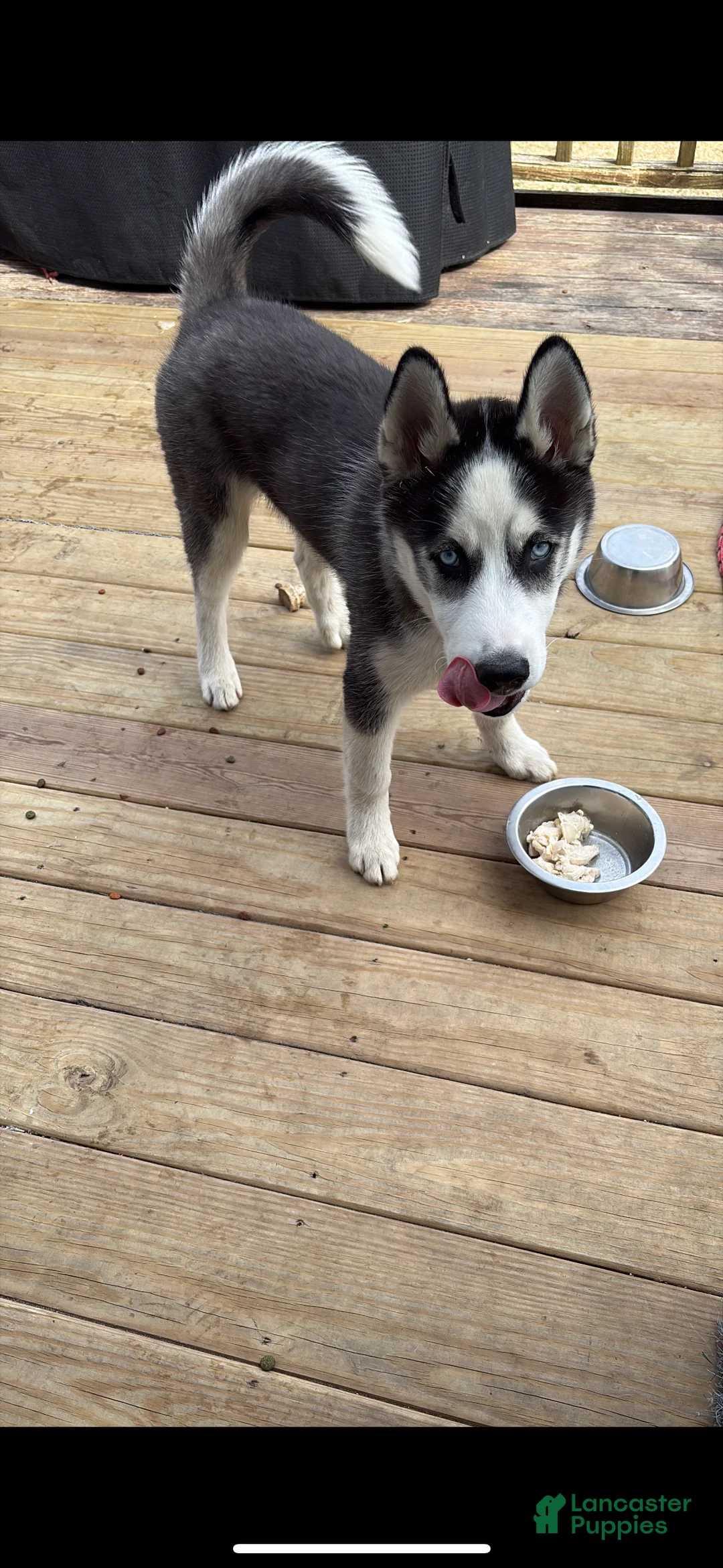 Siberian Husky dogs for sale: Siberian Husky Puppy 1 - Ad 1