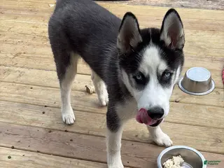 Siberian Husky dogs Siberian Husky Puppy 1 - Ad 22