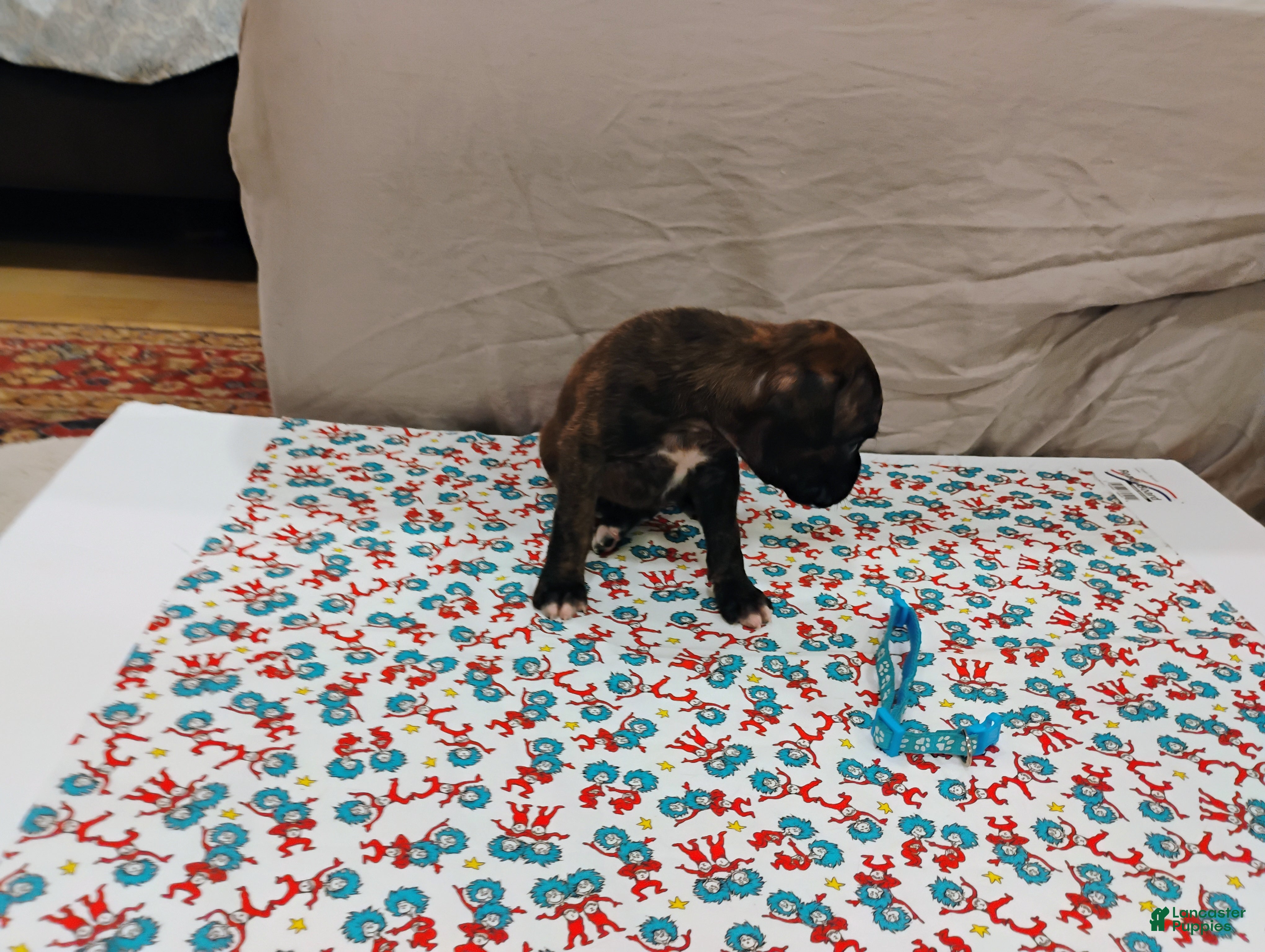 Boxer dogs Boxer 4 - Ad 18