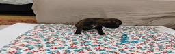 Boxer dogs for sale: Boxer 4 - Ad 1