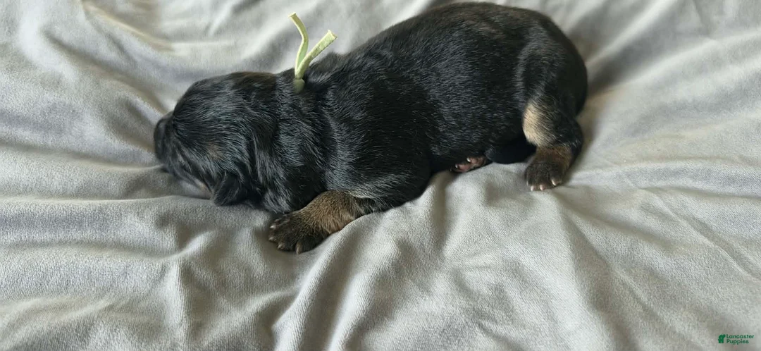 German Shepherd dogs for sale: Saga - Green Collar - Ad 2