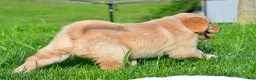 Golden Retriever dogs for sale: Max - Ad 5