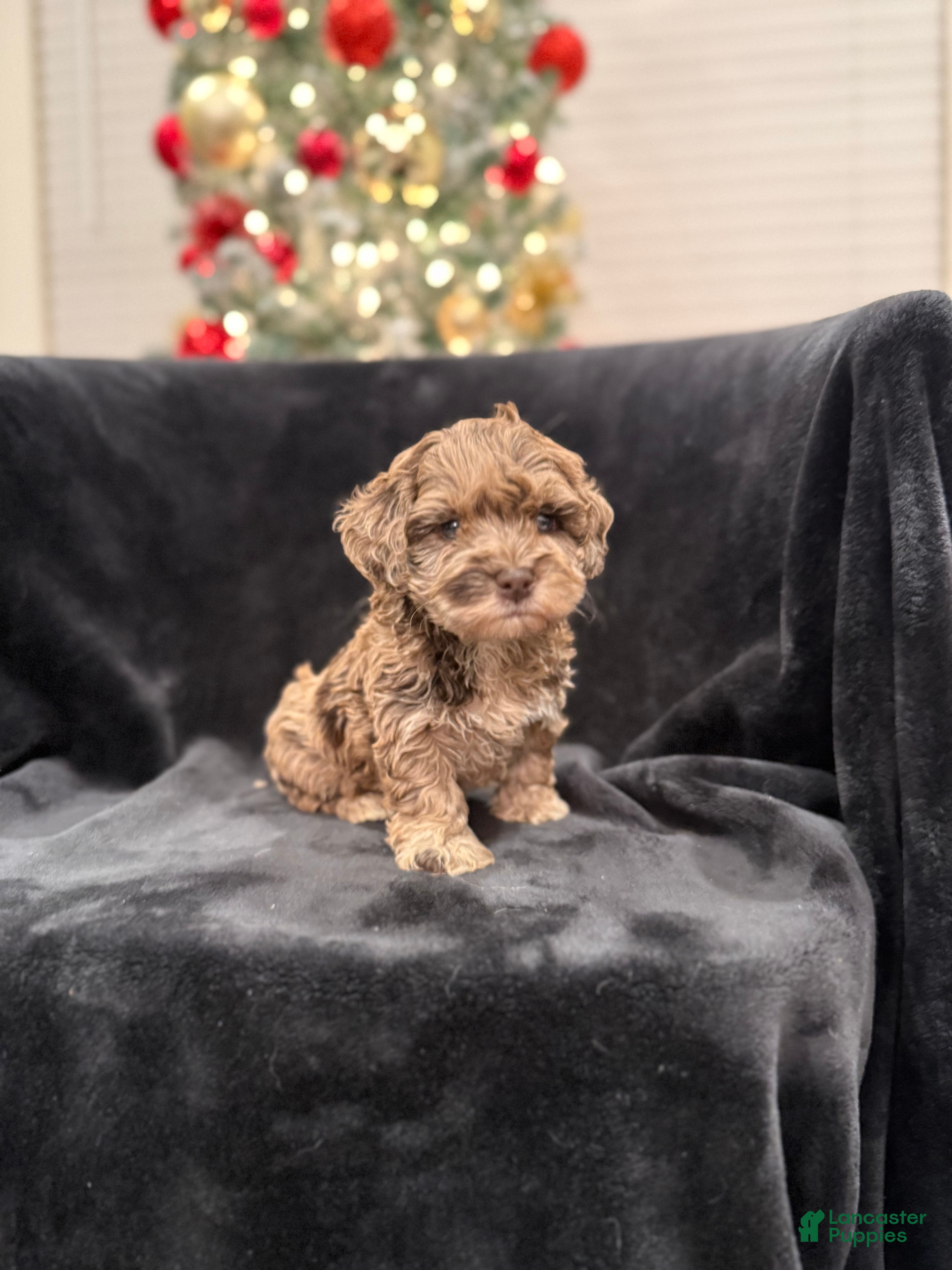 Schnoodle dogs Amanda TOY - Ad 2