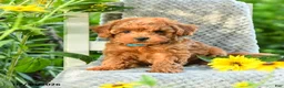 Maltipoo dogs for sale: Dandelion - Ad 5