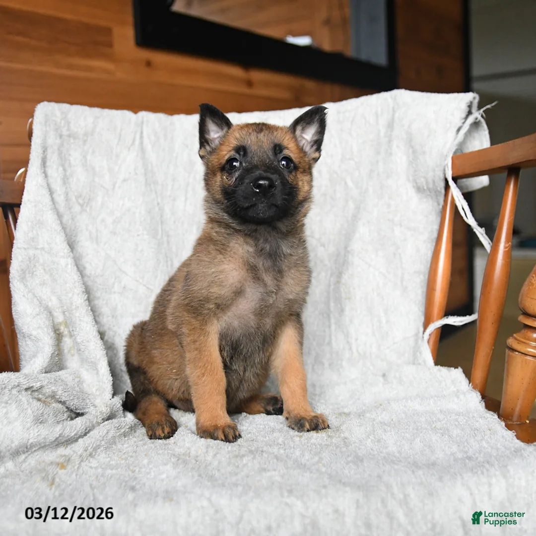 Mixed Breed dogs for sale: Tilly - Ad 2