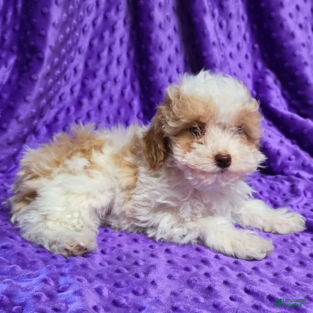 Standard Poodle dogs for sale: Elvis - Ad 4