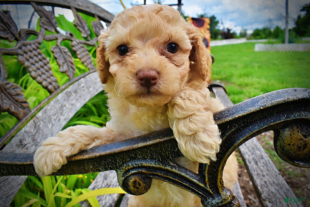 Havapoo dogs Ajax--SUMMER SALE!! $100 off listed price!!  - Ad 2