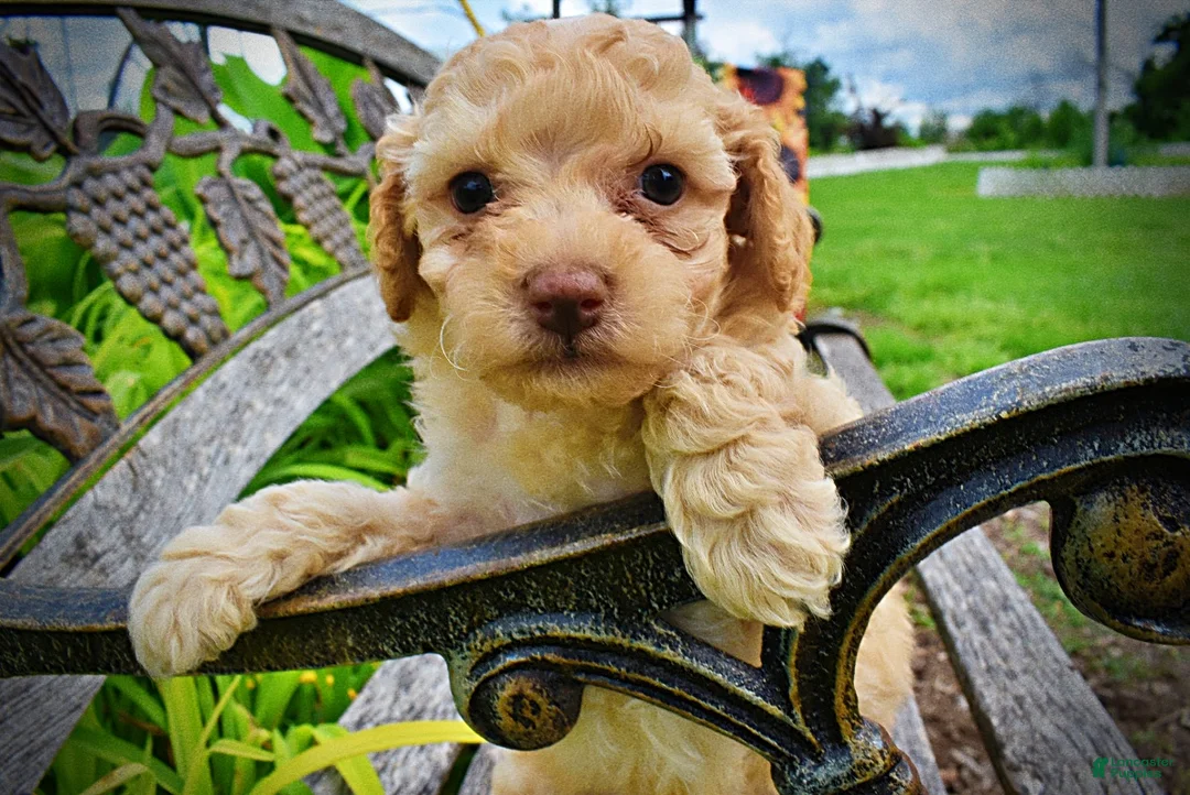 Havapoo dogs for sale: Ajax--SUMMER SALE!! $100 off listed price!!  - Ad 2