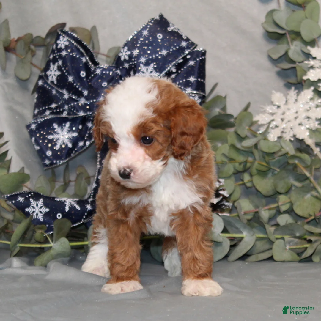 Miniature Poodle dogs for sale: Quincy - Ad 3
