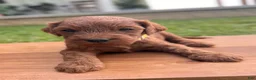 Irish Doodle dogs for sale: Olive - Ad 11