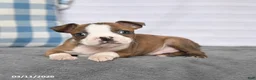 Boston Terrier dogs for sale: Rosie - Ad 3