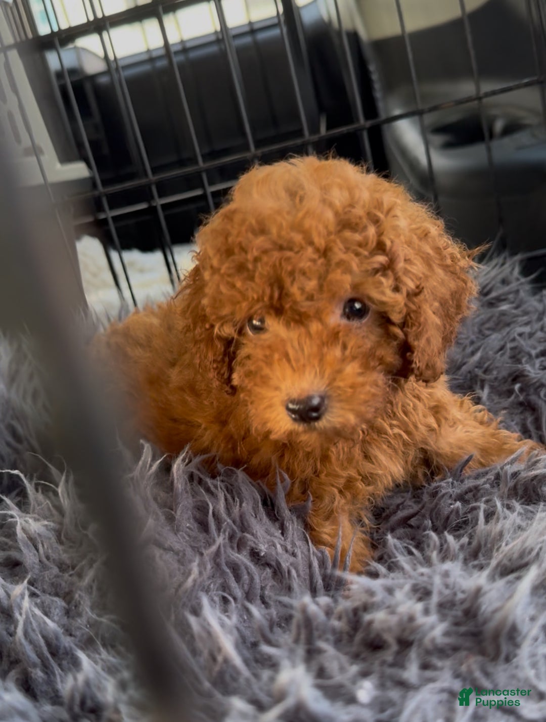Toy Poodle dogs for sale: Felix - Ad 1