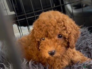 Toy Poodle dogs Felix - Ad 42