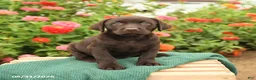 Labrador Retriever dogs for sale: Kiwi - Ad 2